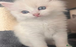 Ragdoll cats for sale: Beautiful Ragdoll Kittens GCCF registered  - Image 16