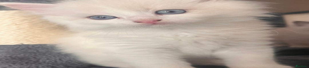 Ragdoll Kitten 1
