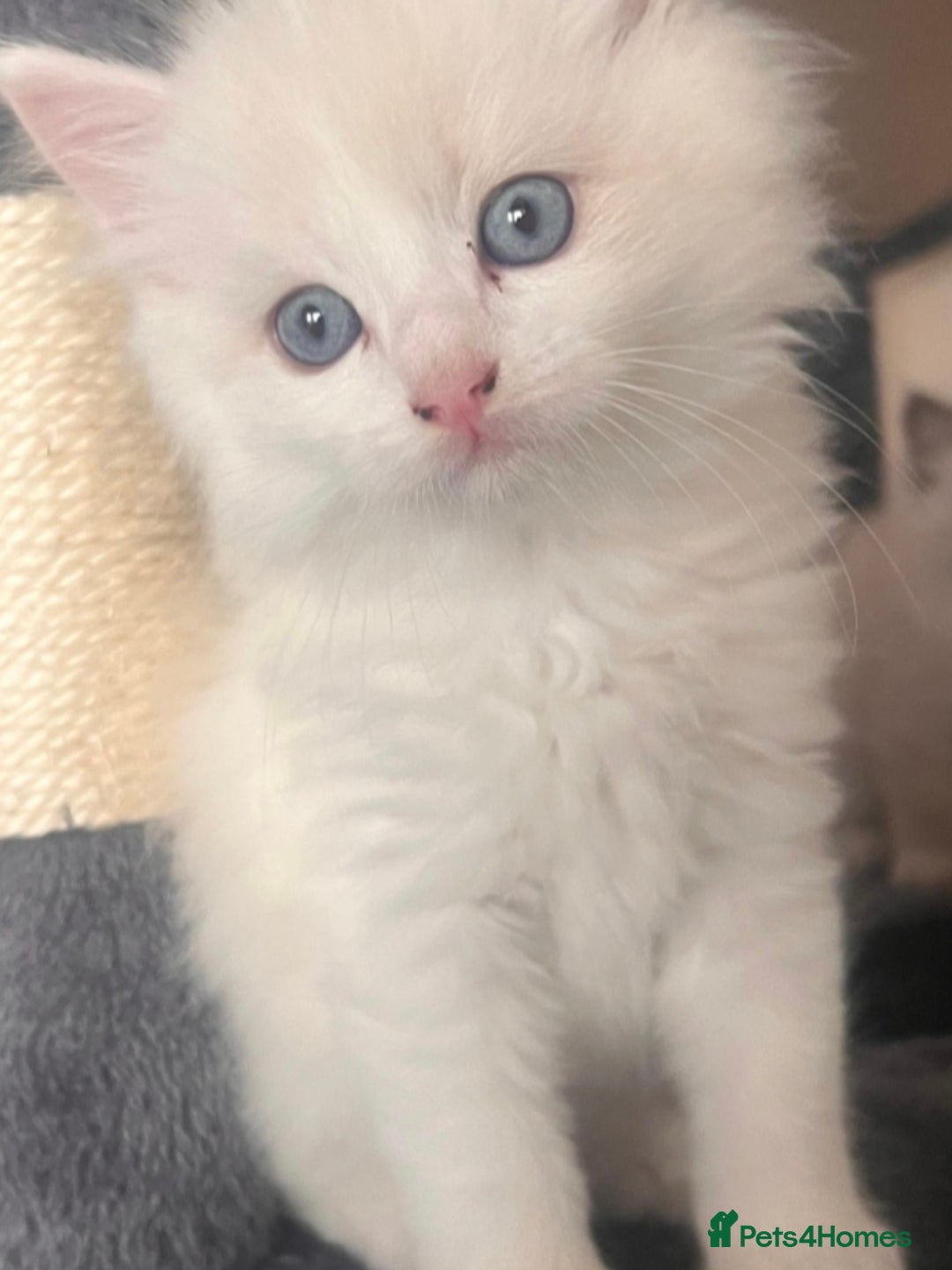 Ragdoll cats for sale: Beautiful Ragdoll Kittens GCCF registered  - Image 16