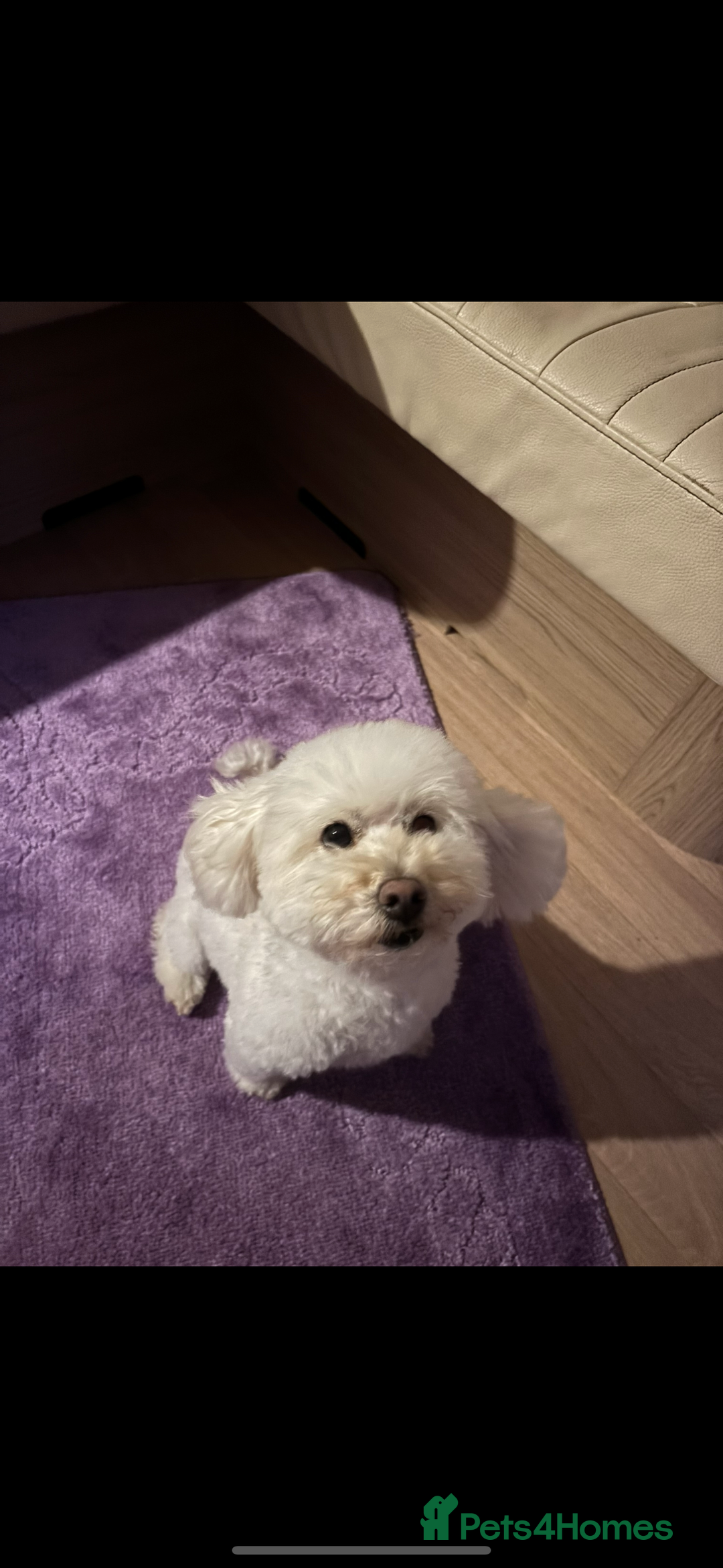 Toy Poodle dogs for sale: Toy poodle x Asian import  - Image 8