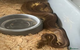 Python Snake reptiles for sale: Selection of Royals for sale - Image 10