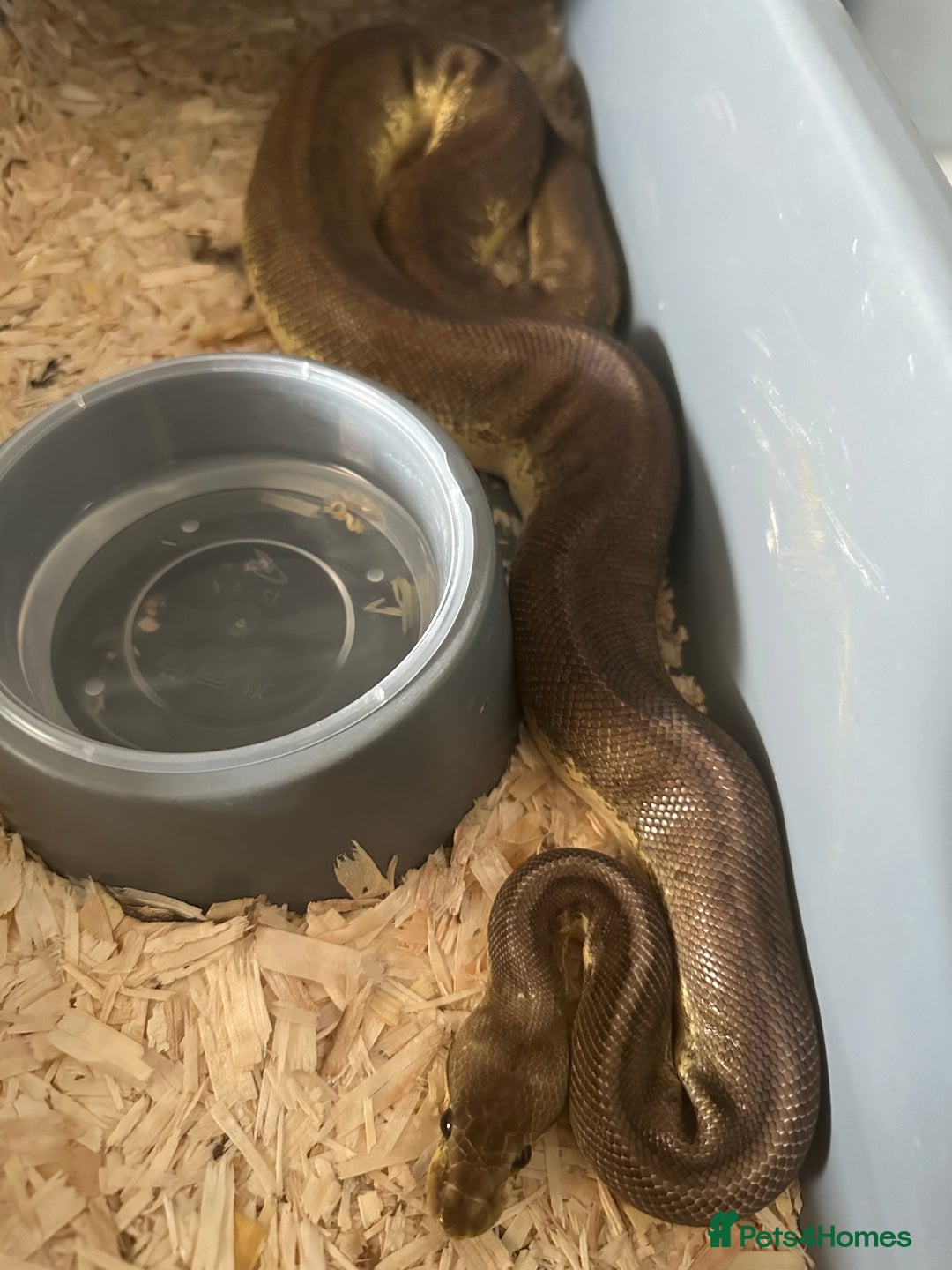 Python Snake reptiles for sale: Selection of Royals for sale - Image 10