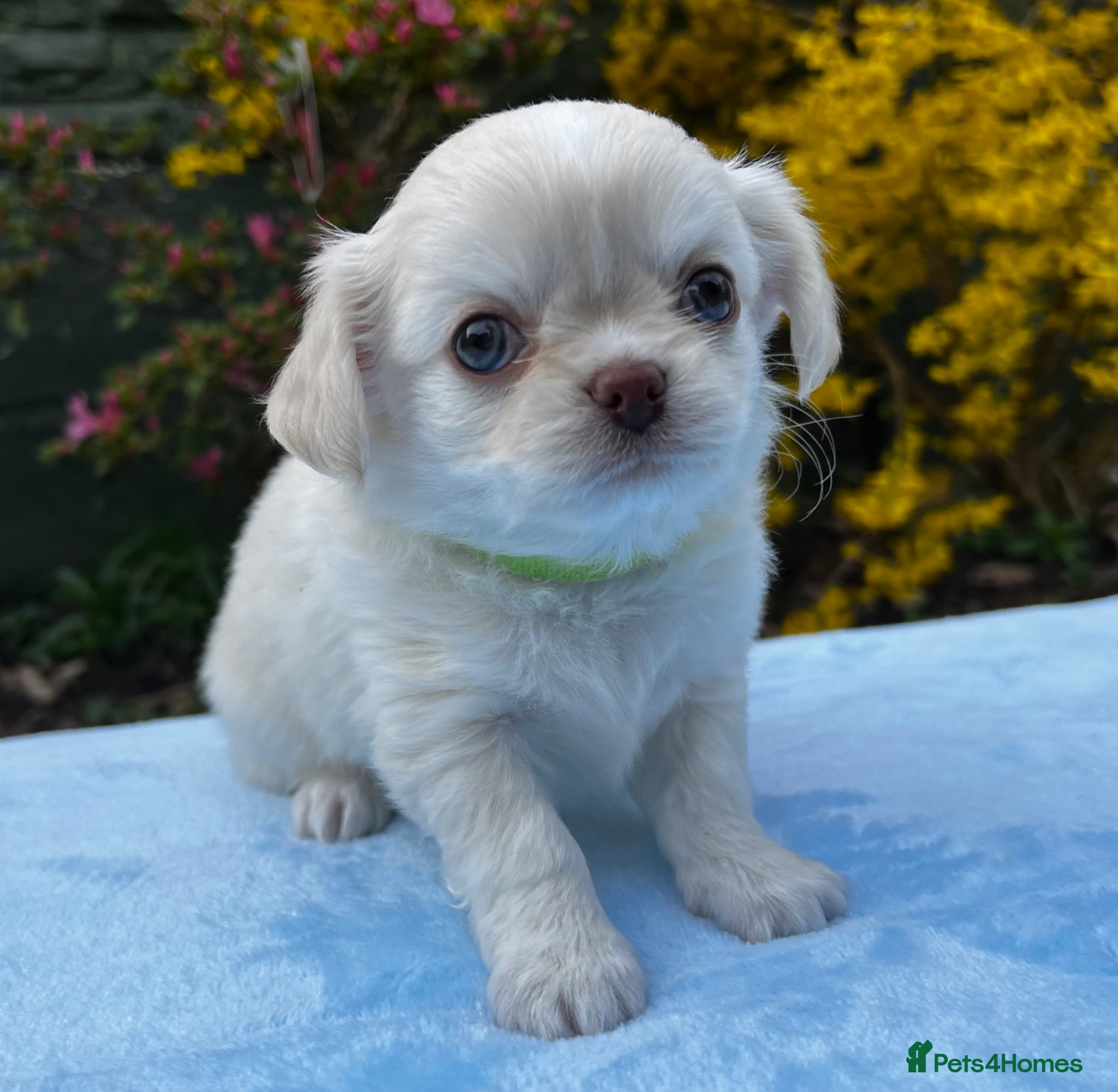 Chihuahua dogs  Long Coat Chihuahua blue eyed boys 💙 - Advert 6