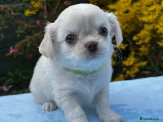 Chihuahua dogs Long Coat Chihuahua blue eyed boys 💙 - Advert 6