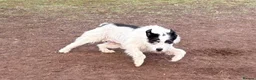 Mixed Breed dogs for adoption: 🐾💛STELLA – The Brave Mum Who Defied Her Fate💛🐾 in Doncaster - Advert 12