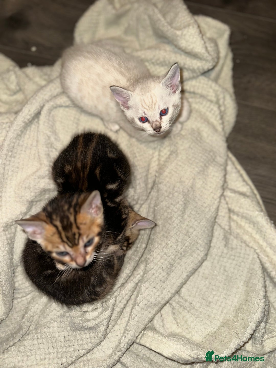 Bengal cats for sale: Snow Lynx, Marble & Brown Rosette Bengals - Image 30
