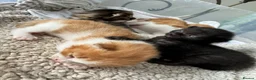 Mixed Breed cats for sale: Mother is a tortoiseshell - first litter  - Advert 2