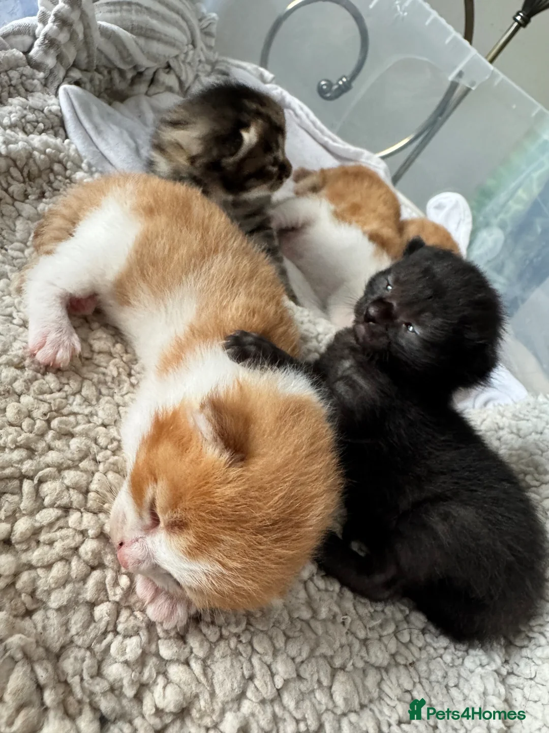 Mixed Breed cats for sale: Mother is a tortoiseshell - first litter  - Advert 2
