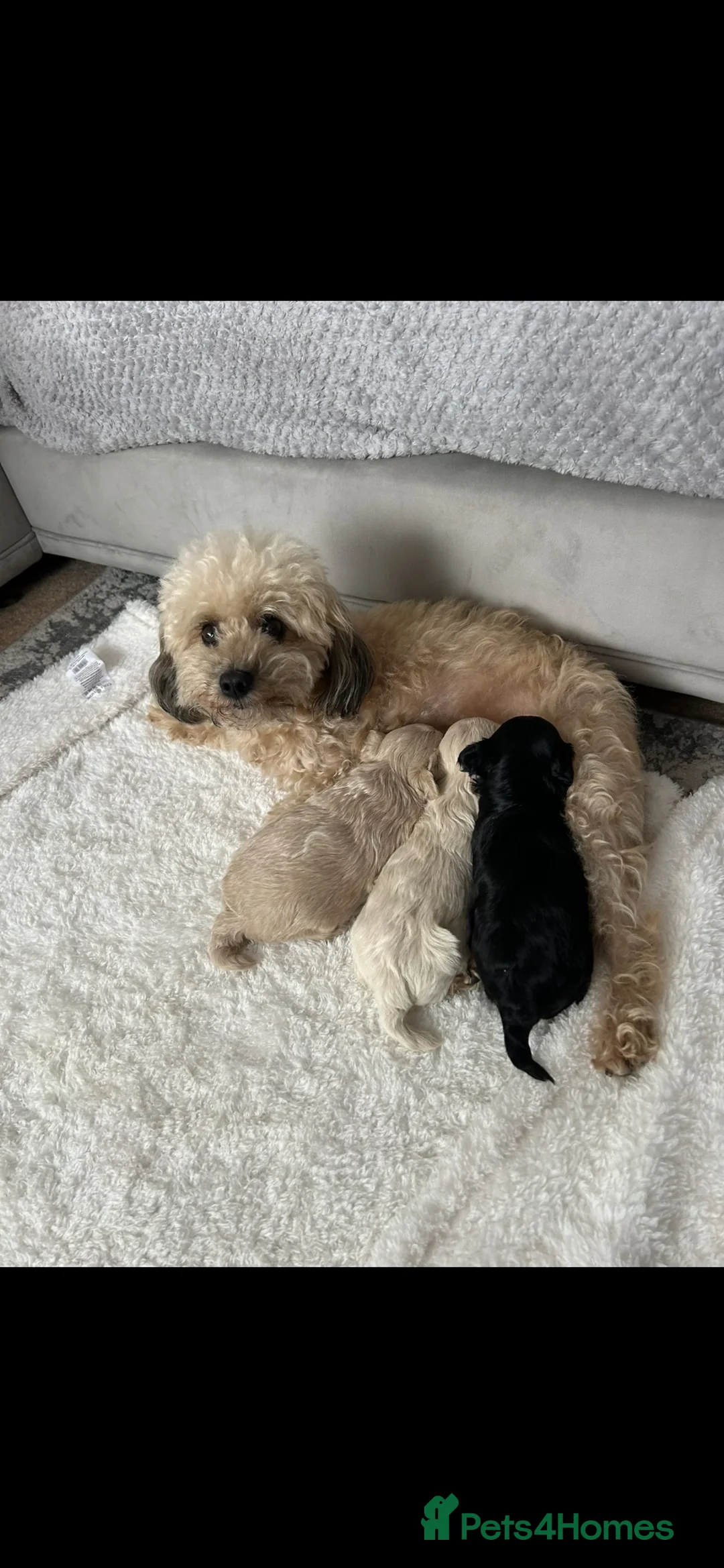 Maltipoo dogs for sale: REDUCED Korean Maltipoo puppies  - Advert 14