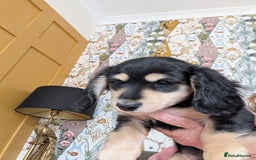 Miniature Dachshund dogs for sale: KC Black and Cream  ready now - Image 20