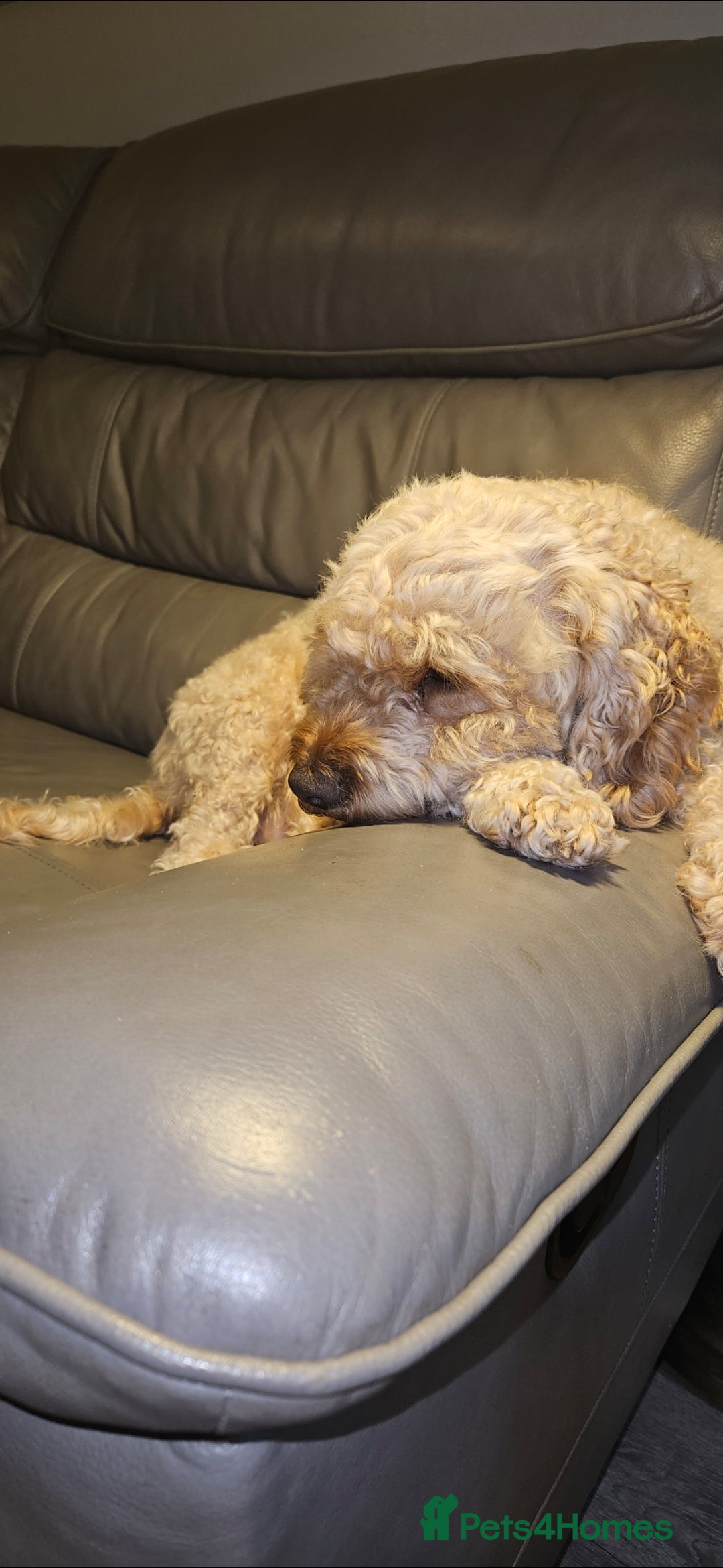 Cavapoo dogs for sale: GORGEOUS CAVAPOO MALE LOOKING FOR LOVING HOME X - Advert 5