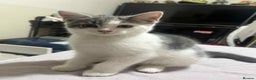 Domestic Shorthair cats for sale: Domestic shorthair tabbys  - Advert 15
