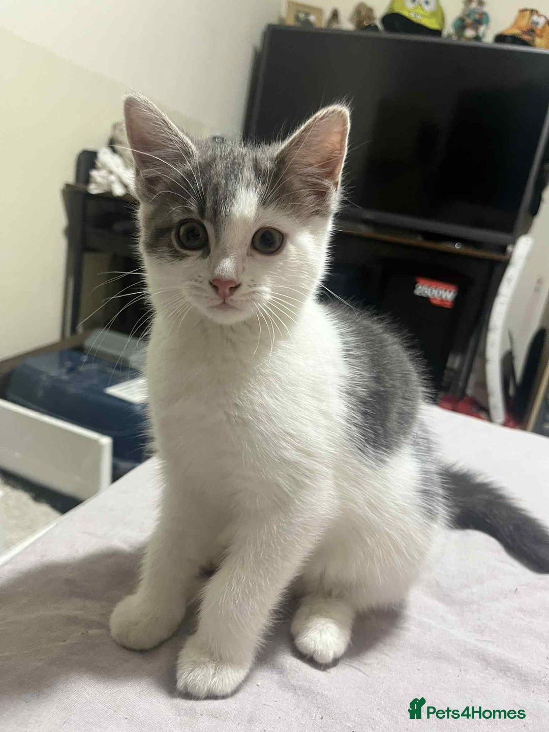 Domestic Shorthair cats for sale: Domestic shorthair tabbys  - Advert 15