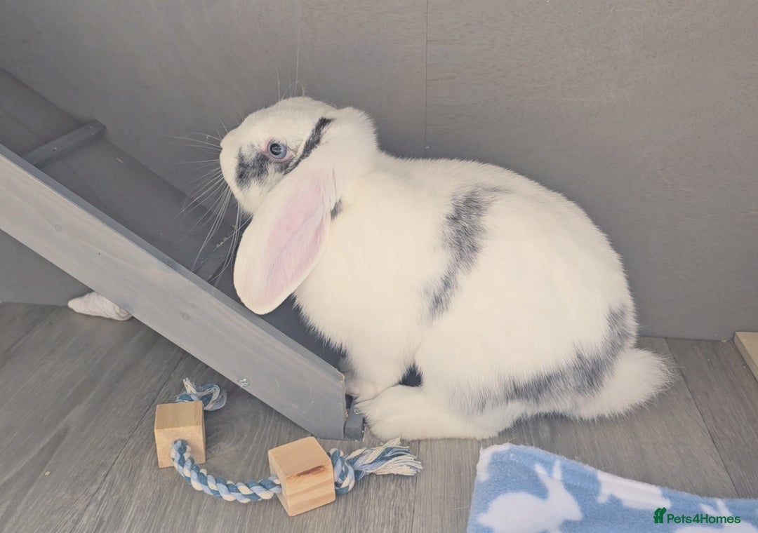 Mini Lop rabbits for sale: Beautiful mini lop Buck - Advert 4