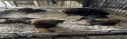 Border Terrier dogs for sale: Border terrier - Advert 4