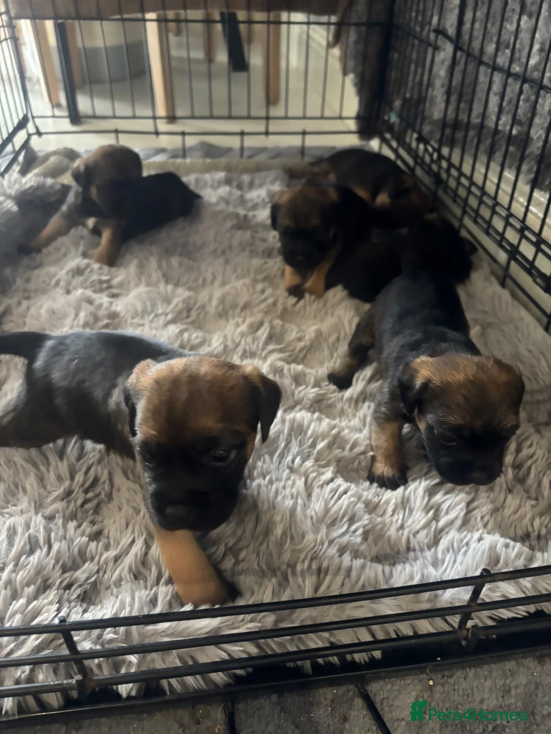 Border Terrier dogs for sale: Border terrier - Advert 4