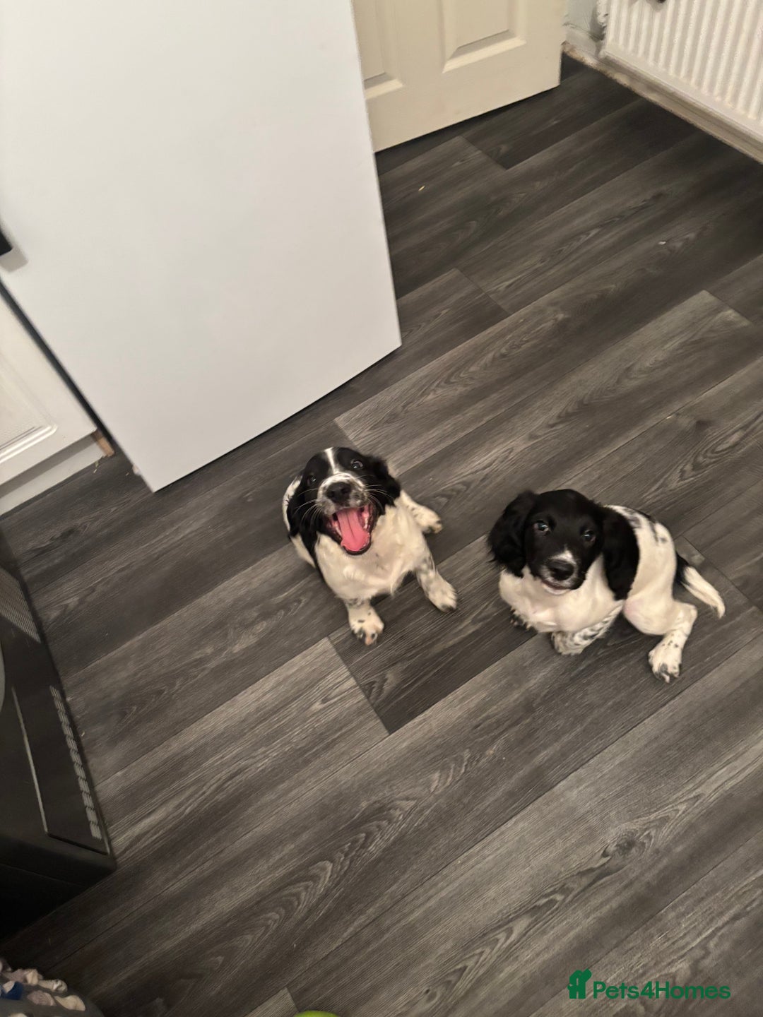 English Springer Spaniel dogs for sale: Springer spaniel pups  - Advert 9