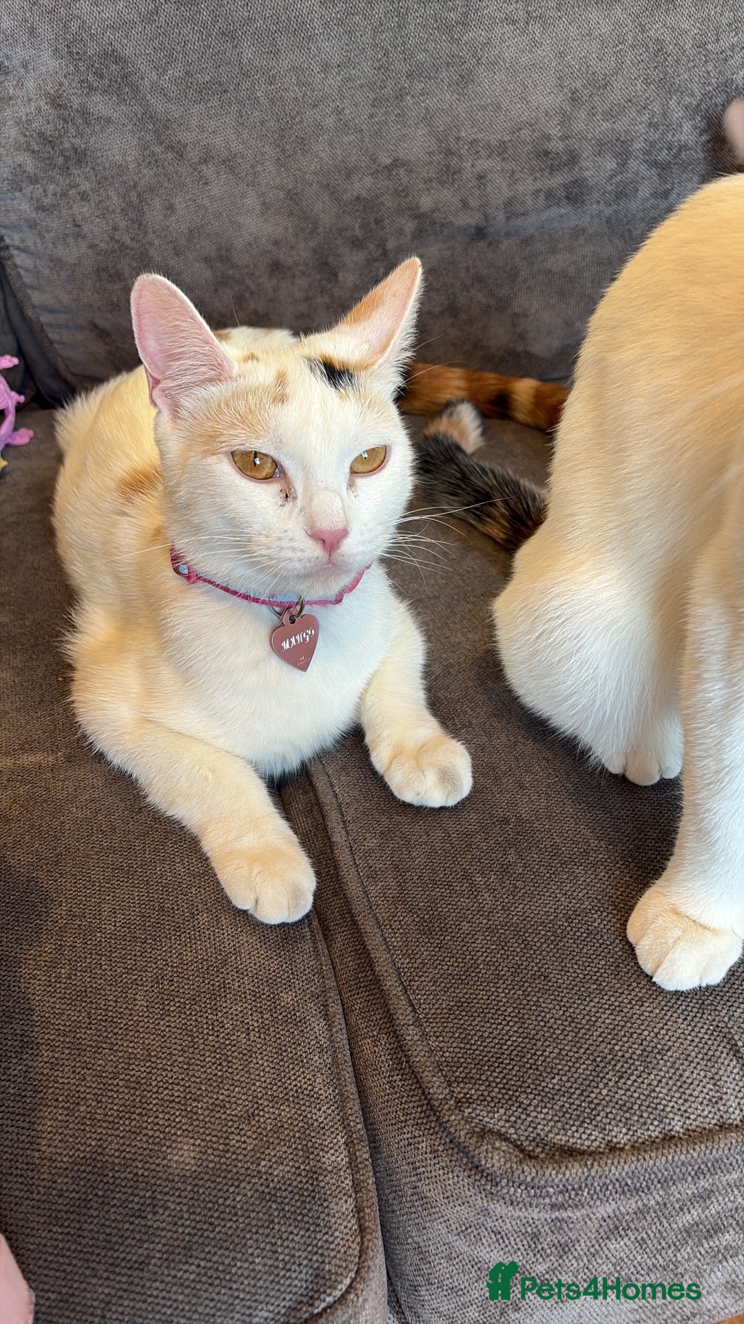 British Shorthair cats 4 BLACK AND WHITE BOYS READY NOW🖤🤍 - Advert 15
