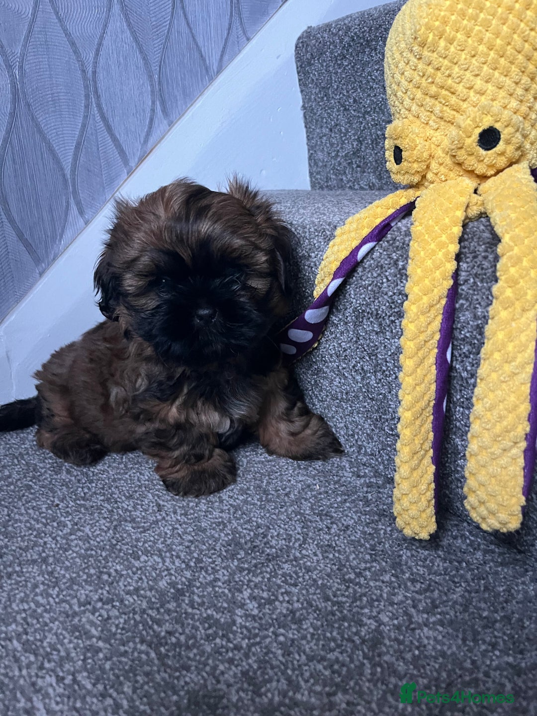 Shih Tzu dogs for sale: Shih Tzu Pups  - Image 5