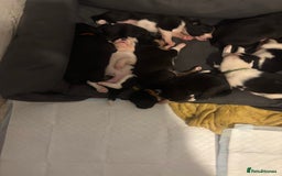 Mixed Breed dogs for sale: Beautiful Huntaway x Collie pups  - Image 16