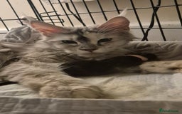 Maine Coon cats for sale: Registered maine coon kittens  - Image 14