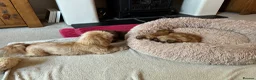 Shih Tzu dogs for sale: Beautiful Imperial Shih tzu Puppies  - Advert 11