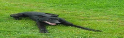 Lurcher dogs for sale: Lurcher - Advert 1