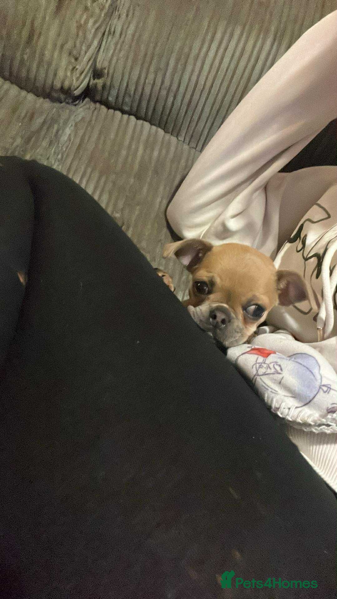 Chug dogs for sale: Fendi is looking for a home with walks - Advert 7