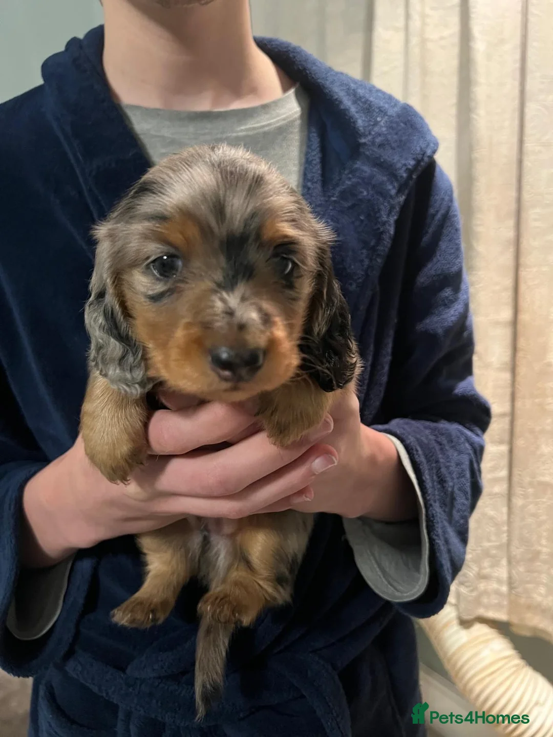 Miniature Dachshund dogs for sale: 3 kc reg silver dapple and tan mini dat puppies - Advert 5