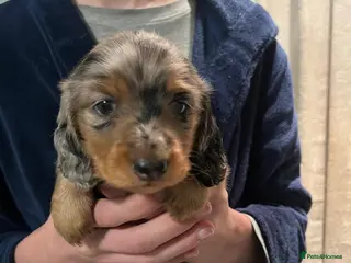 Miniature Dachshund dogs 3 kc reg long hair silver + tan dapple puppies - Advert 7