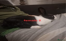 Mixed Breed rabbits for sale: 10 mixed breed rabbits  - Advert 6