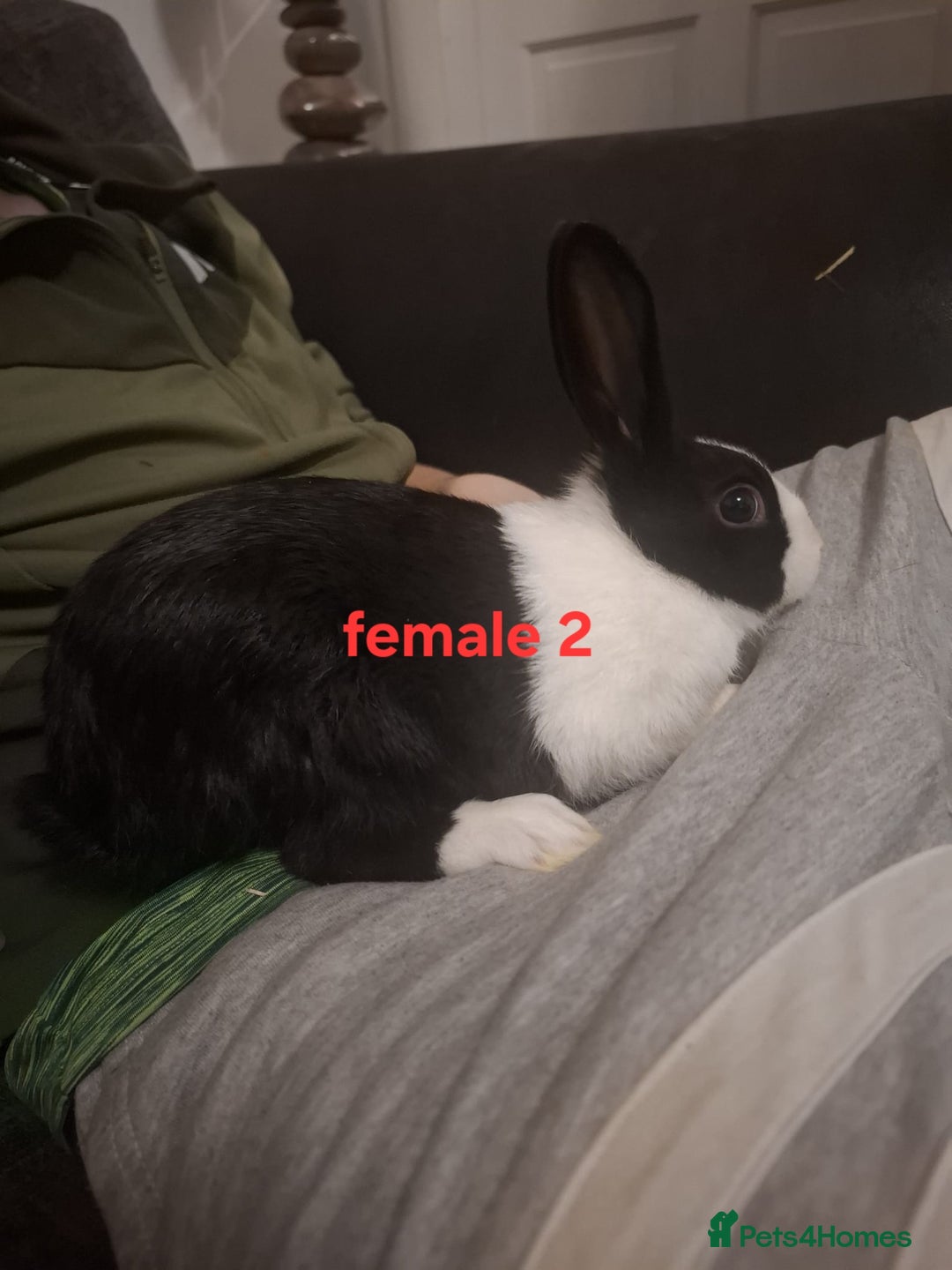 Mixed Breed rabbits for sale: 10 mixed breed rabbits  - Advert 6