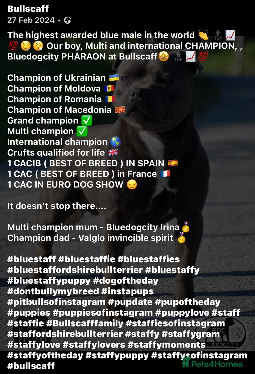 Staffordshire Bull Terrier dogs for sale: Beautiful blue staffy pups excellent pedigree  - Image 28