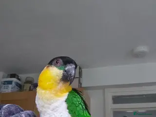 Parrots birds Parrot for sale - Advert 1