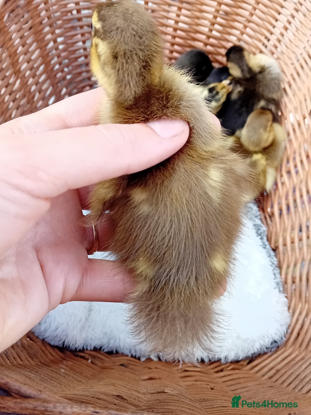 Ducks poultry for sale: Mixed Color Indian Runner Ducklings - Image 27