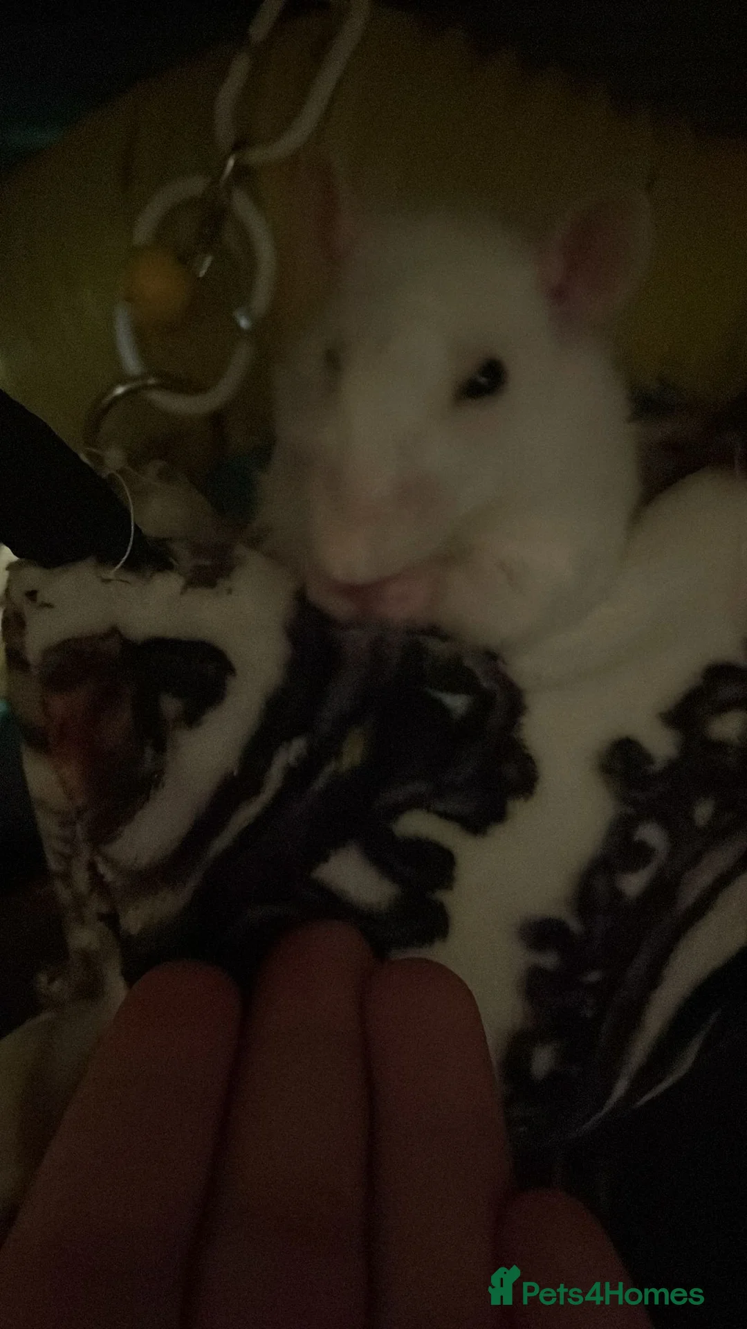 Rat rodents for sale: Rehoming  - Advert 15