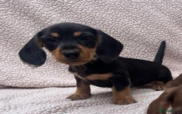 Miniature Dachshund dogs for sale: Stunning mini Daxies, KC reg PRA clear - Image 19