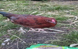 Chickens poultry for sale: Young Chickens for sale - Image 3