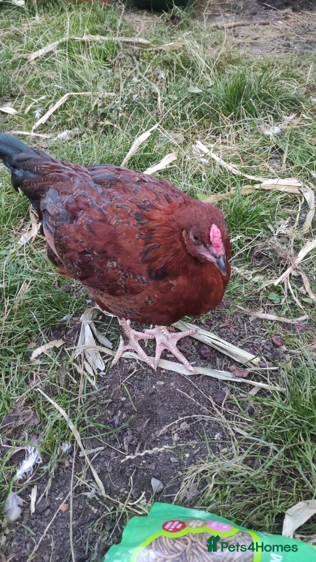 Chickens poultry for sale: Young Chickens for sale - Image 3