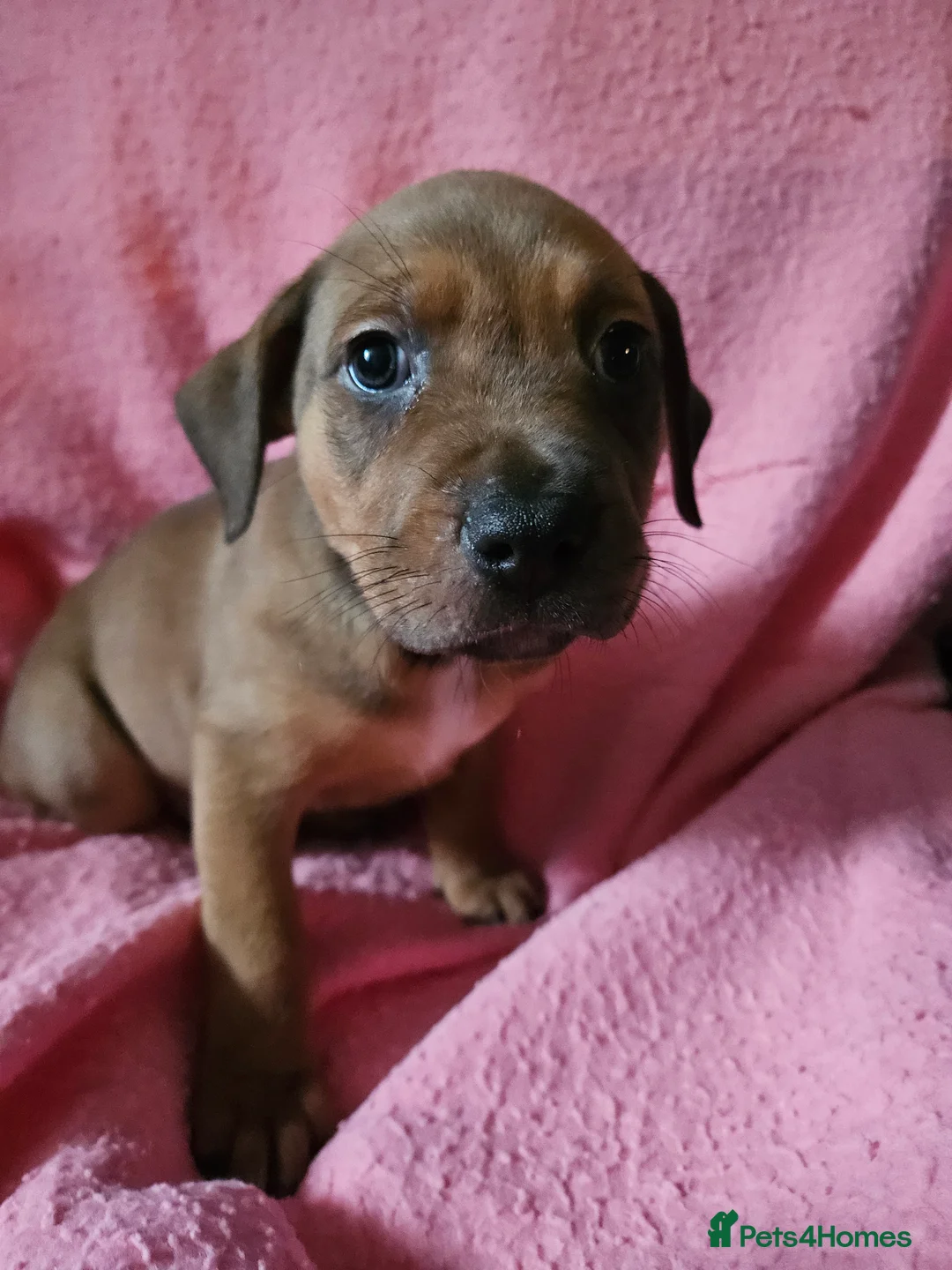 Mixed Breed dogs for sale: KC registered Rottweiler across  - Advert 5