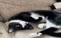 Domestic Shorthair cats for adoption: Bonded Pair  in Romford - Image 8