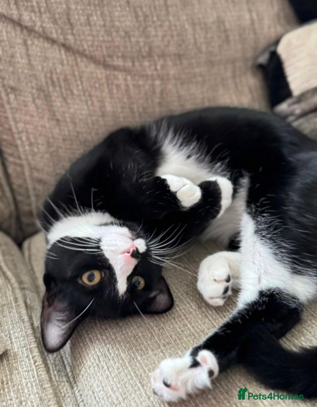 Domestic Shorthair cats for adoption: Bonded Pair  in Romford - Image 8