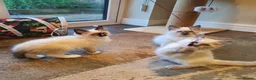 Ragdoll cats for sale: 💕Beautiful GCCF Registered Ragdoll Kittens. - Advert 6