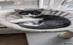 Mixed Breed cats for sale: Kittens for sale  - Image 5