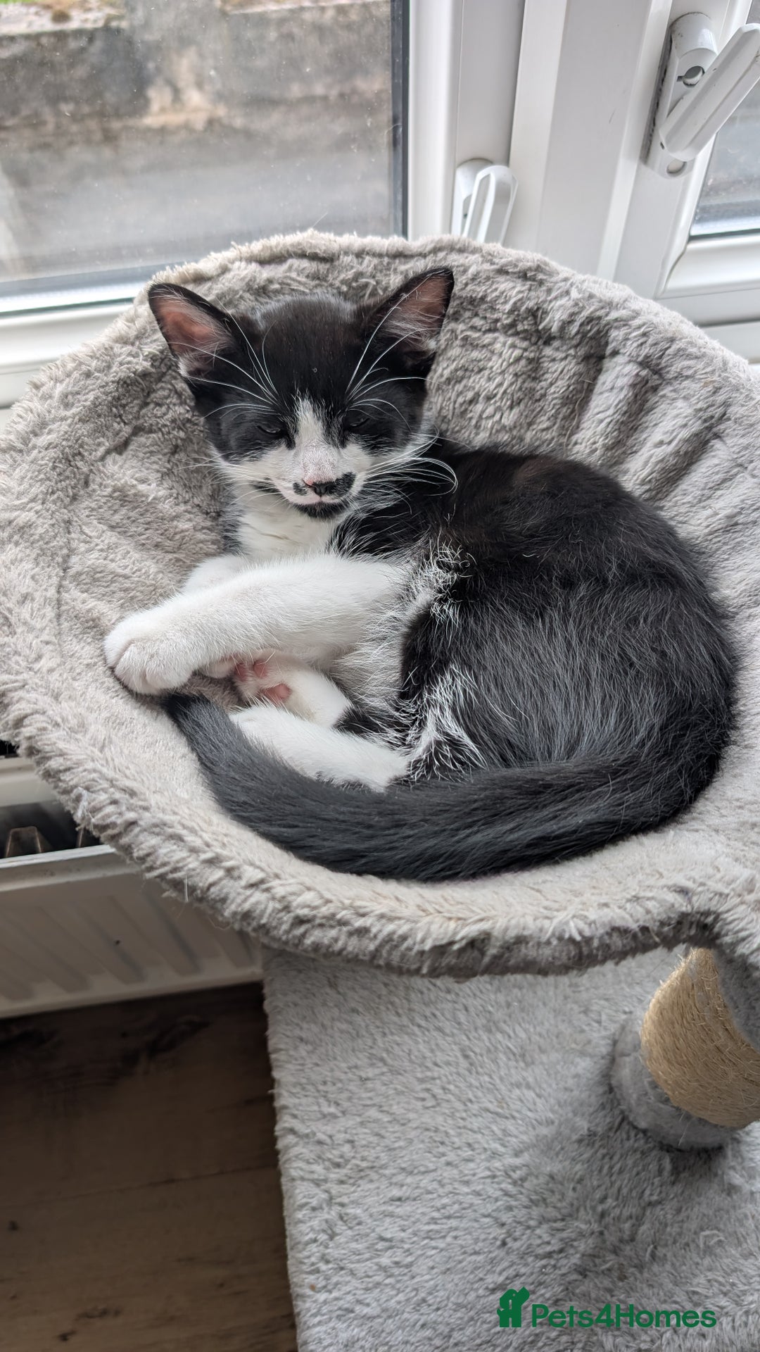 Mixed Breed cats for sale: Kittens for sale  - Image 5
