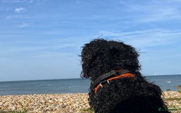 Cockapoo dogs for sale: Meet Milo – Your New Best Friend! - Image 3