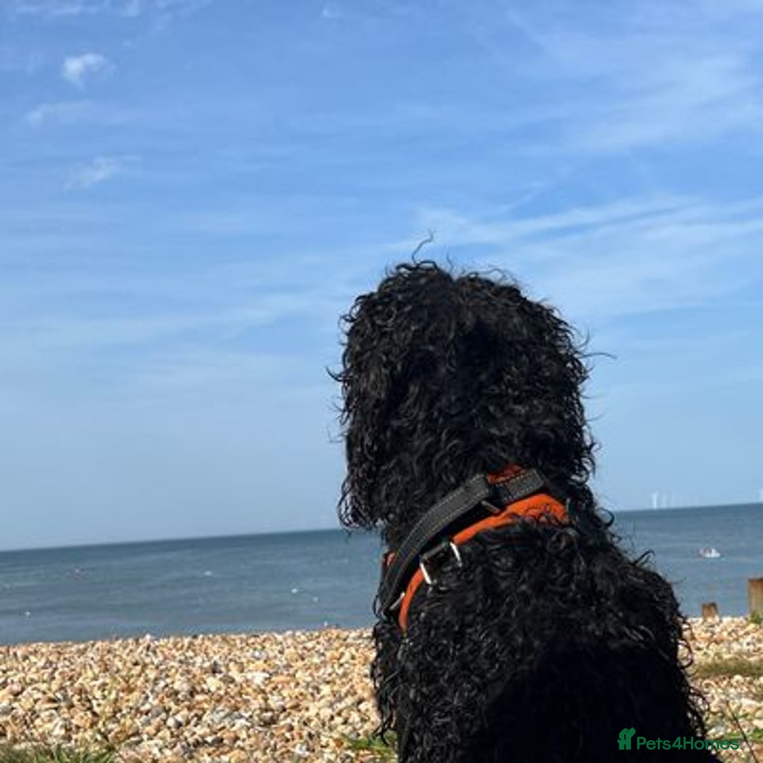 Cockapoo dogs for sale: Meet Milo – Your New Best Friend! - Image 3