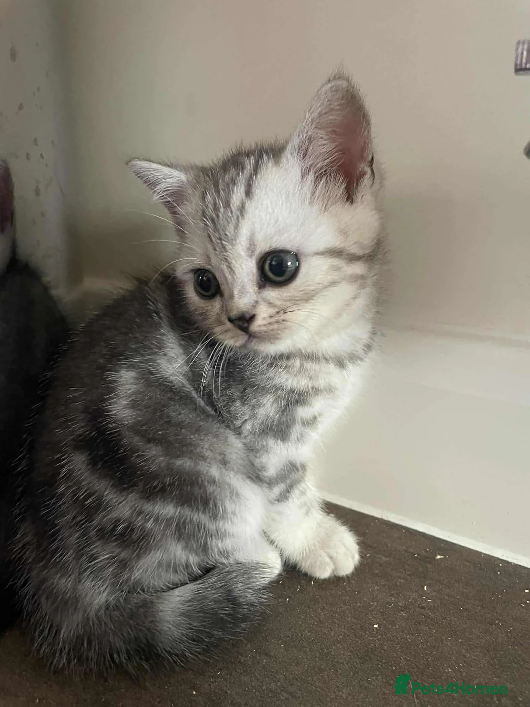 British Shorthair cats for sale: British Shorthair Silver Tabby Kittens - Advert 8