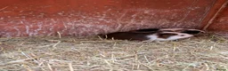 Guinea Pig rodents for sale: Male guinea pigs ready to leave soon  - Advert 2