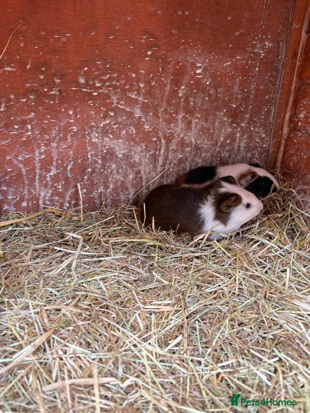 Guinea Pig rodents for sale: Male guinea pigs ready to leave soon  - Advert 2